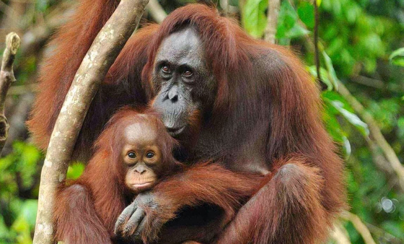 13 DAYS 12 NIGHTS MEDAN - KETAMBE - SINGKIL TOUR